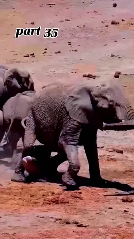 part 35#animals #wildlife #wildanimals #foryou #fyp 