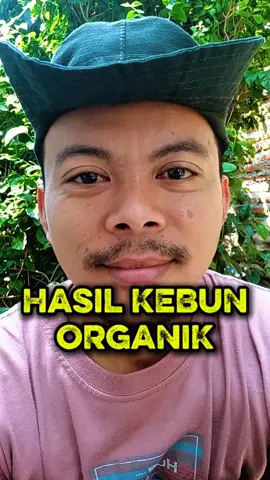 HASIL KEBUJN ORGANIK || sudah deh kagak perlu ragu lagi beralih ke Organik🌱🌱 #insectisidaalami #poc #kebunorganik #KebunMini 