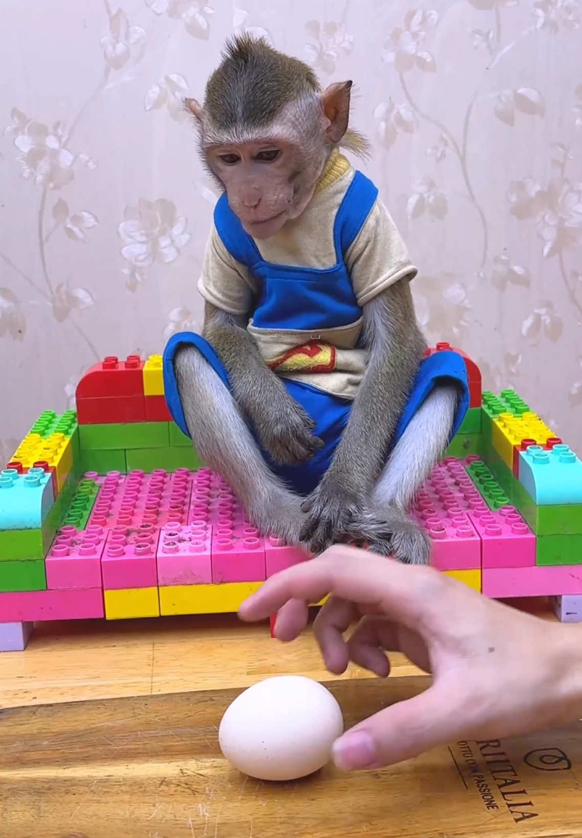 The fastest way to crack an egg, baby monkey NaNa reacted strongly🙉🙊🥰#fyp #tiktok #pet #nana #cuteanimals 