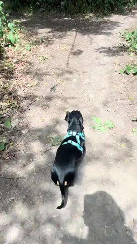 Don’t run from the Lord!! 🙅🏻‍♂️ #dachshund #sausagedog #doxie #weinerdog #minidachshund #fyp 