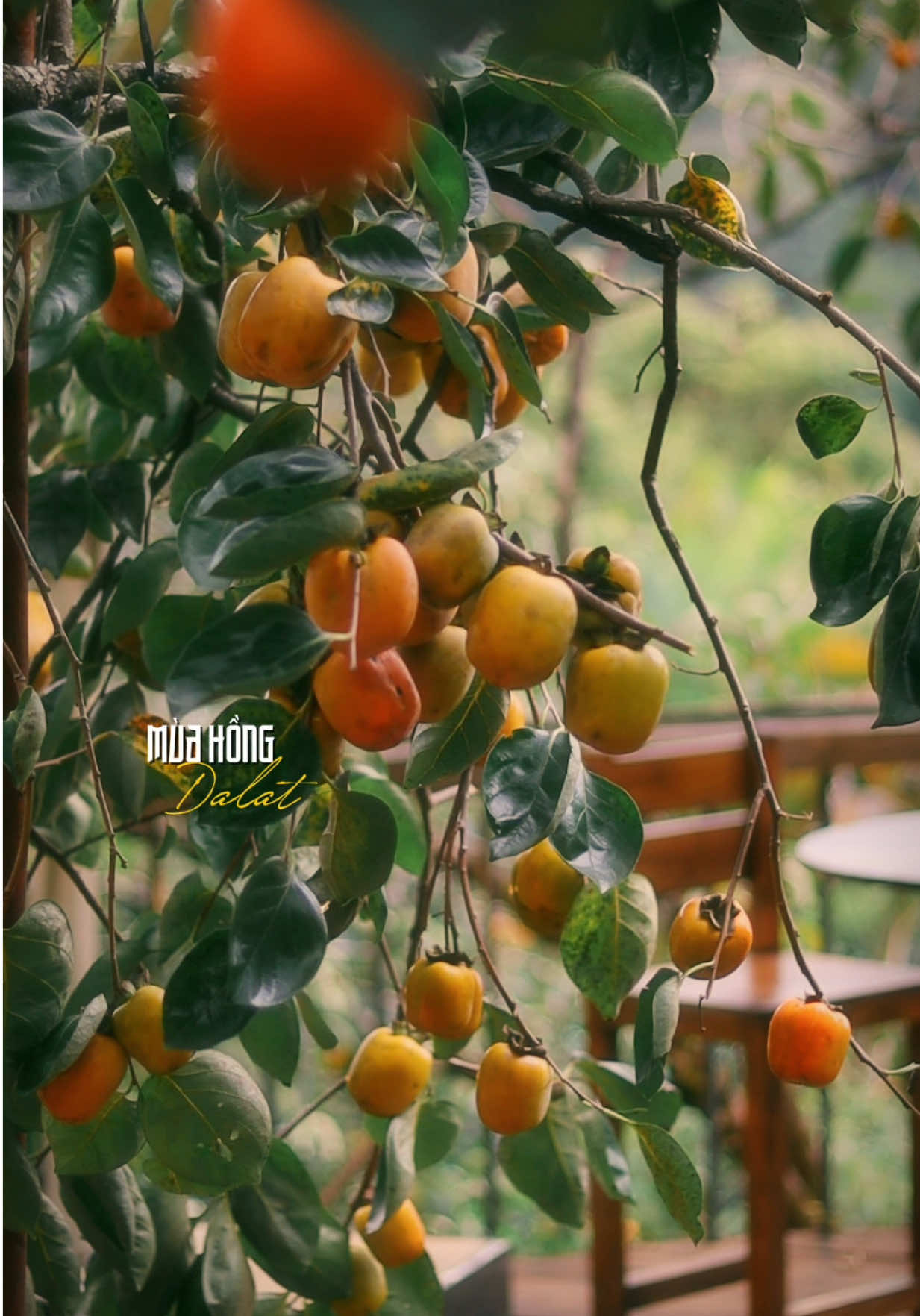 Cứ mỗi chớm thu về trên phố núi, những quả hồng trên cây bắt chuyển vàng cùng sắc thu báo hiệu một mùa hồng Đà Lạt lại về 🍅 #chillcungyang 