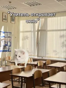 #мем #кошка 