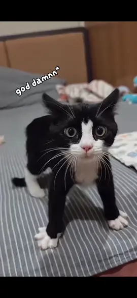 Trào iem #vuichutchut #fyp #trending #xuhuong #meow #catmv #cat 