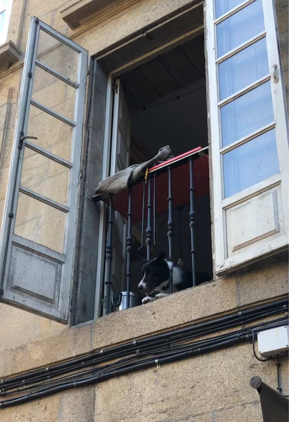 Te queremos, perrito🥹💞💞💞 #dogsoftiktok #dog #bordercollie #santiagodecompostela 