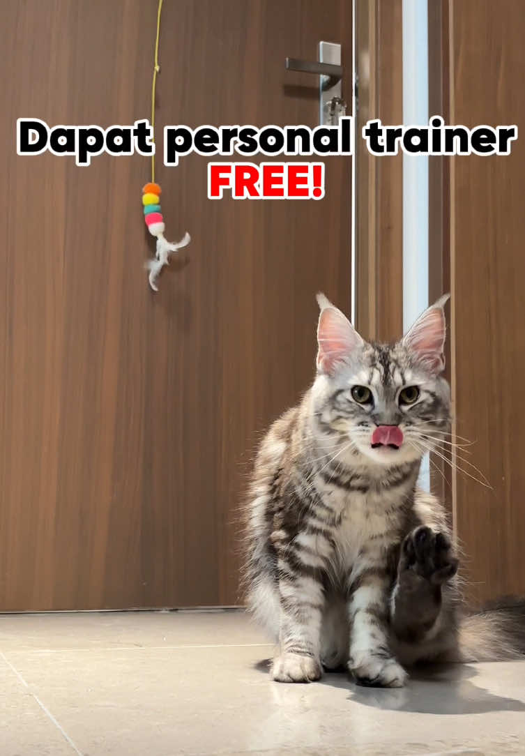 Bersenang bersama!!#cattoy #mainan #catsoftiktok #catlover #kucing #automatictoy #tiktokfinds #august #DoMoreInAYear 