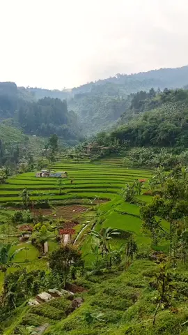 apakah tadi ada yg ke sini ?? #curugsawercidahumanglid  #curugviral #campinggroundcidahu . . . . . . . . . #foryou  #fyp 