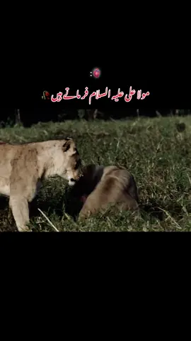 MoLa ALi(As)farmate Hein❤️#unfreezemyacount #dontunderreviewmyvideo #viralvideotiktok #trending 