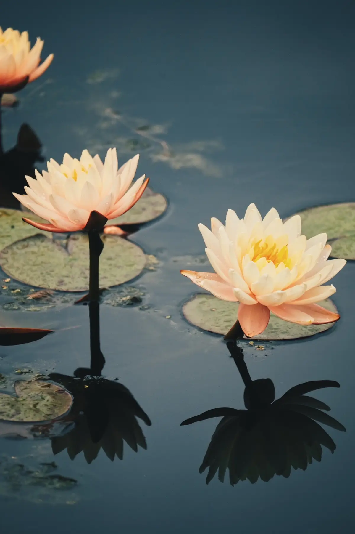 #newyorkcity #newyorktravel #traveltiktok #phoyography #photoshoot #photographer #newyorkbotanicalgarden #flowers #waterlily #newyorkphotographer 
