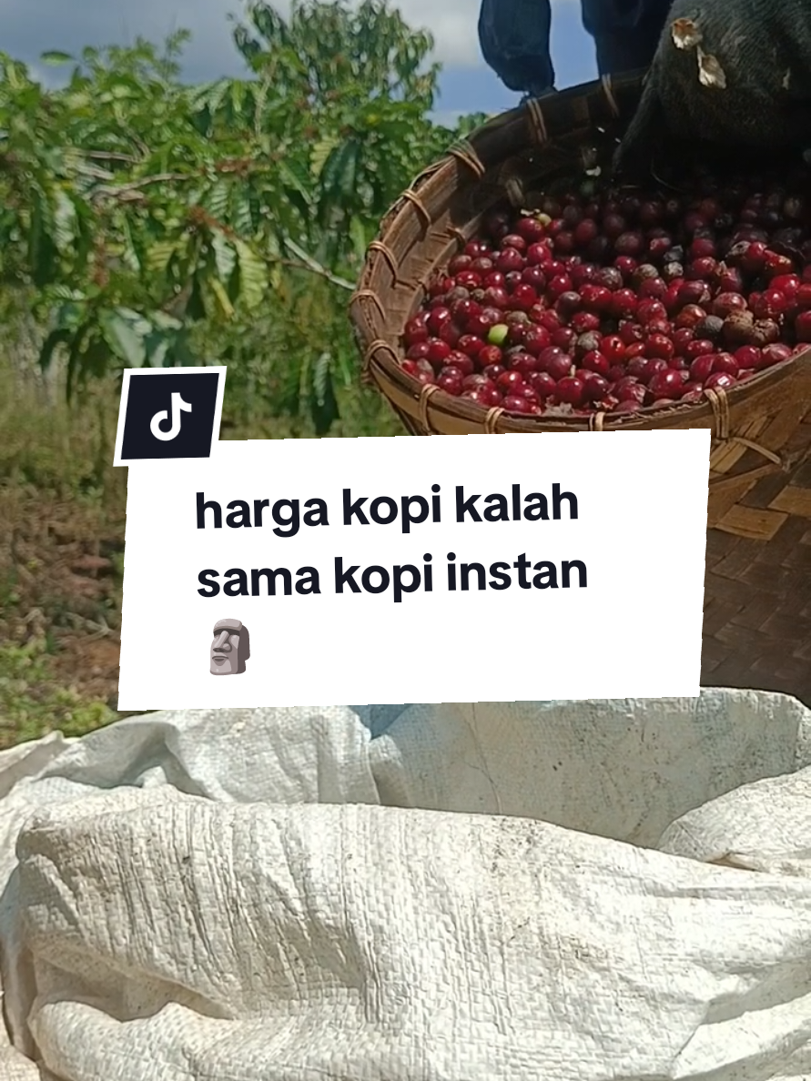 Harga kopi sachet aja udah hampir 4.000, yang bener aja harga kopinya malah turun 🗿 #kopi #robusta #tiktok #fyp 