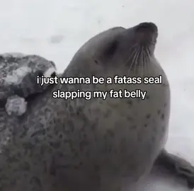 🦭🦭🦭🦭flapflap #seal #belly #bellyslapping #seals #real #fyp #sad #cute #foryoupage❤️❤️ 