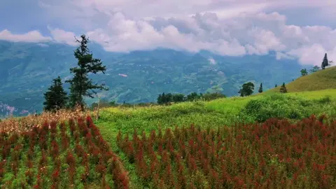 Mời bạn đến với Hà Giang🥰#dulichhagiang#thaonguyensuoithau #xuhuong 