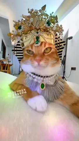 The queen cat#cat #cutcat #funnycat #egyptain #fyp #bajiecat #orangecat 