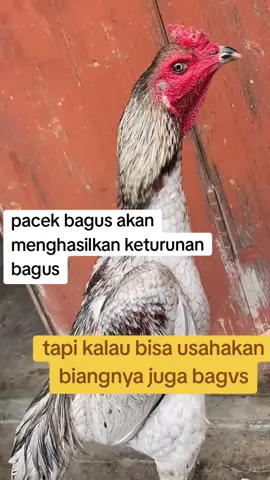 cara mengencangkan otot-otot #bangkok #video #jangkauanluas #sorotan 