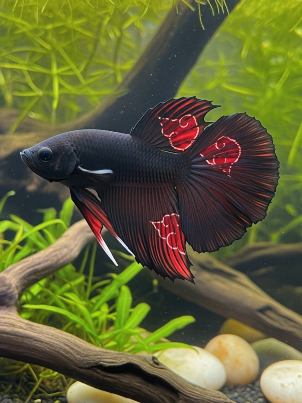 betta fish inspired by Itachi Uchiha #ItachiBetta #UchihaInspired #BettaFishArt #RealisticBetta #LushAquascape #AkatsukiVibes #SilentCrow #UchihaClanColors #NatureMeetsAnime #AquaticArt #BettaLife #UnderwaterBeauty #naruto #narutoshippuden 