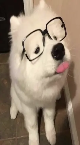 #samoyed#samoyeds 