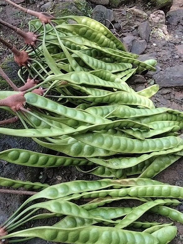 Pete Joss #pemburupetai #super #fy #petai #panenpete #petaindonesia #petani #beranda 