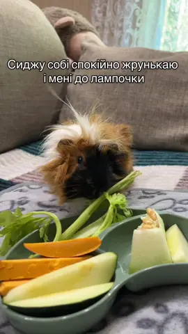 #морськасвинка  #guineapigs 