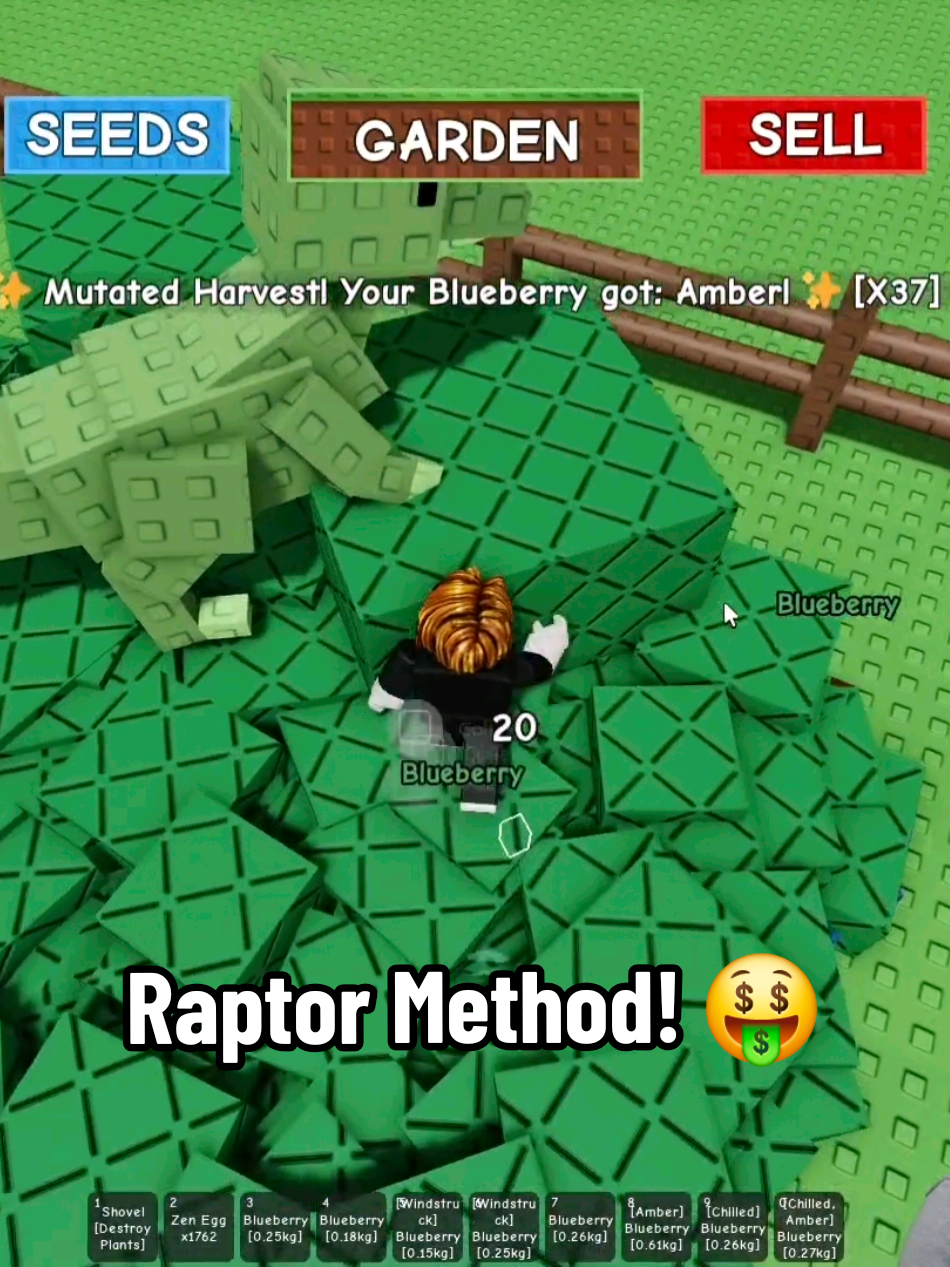Raptor Infinite Mutation Method in Cooking Events 🤑 + if you don't have kodama use Raptor but kodama still little better + i Recommend use Blue Berry Plants! #growgarden #roblox #foryoupage #foryou #fyp #jujubotv 