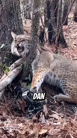 Gadis Menolong Kucing Hutan Lynx #rescue #fyppp #foryoupagе #faktamenarik #faktaunik #kucinglucu #kucing 