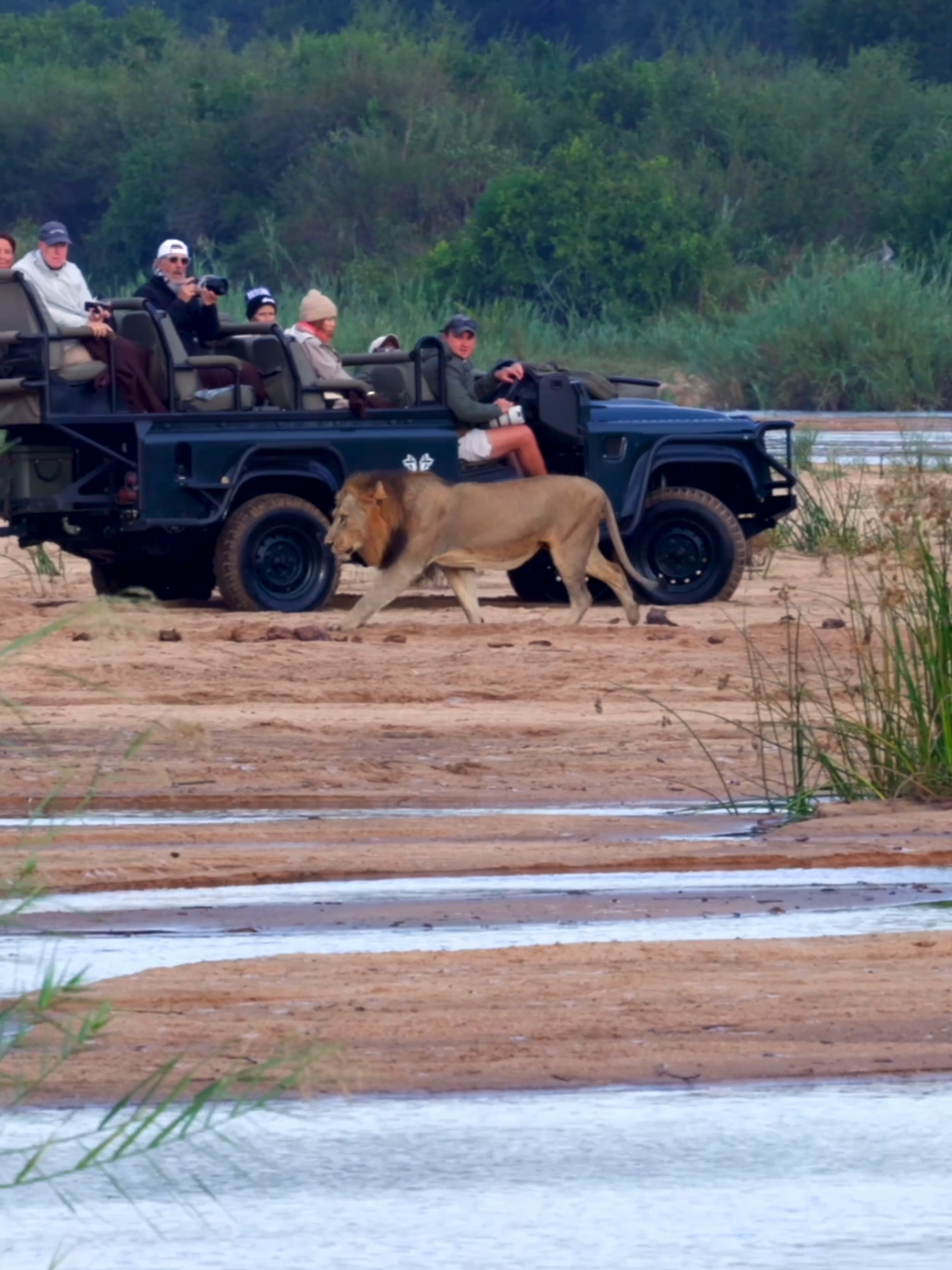 Follow along as a male lion crosses the river... right past one of our Land Rovers 🦁 #wildanimals #animalsoftiktok #lion #bigcats #africa #southafrica #travel #safari #luxurysafari #natgeo