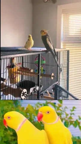 #fulltakingparrot #koktil #viral video#