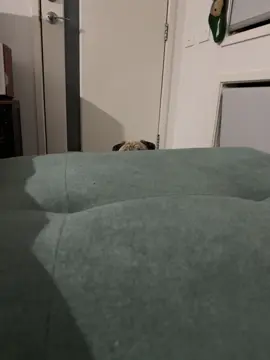 👀👀👀👀.       #puglife #pugs #pug
