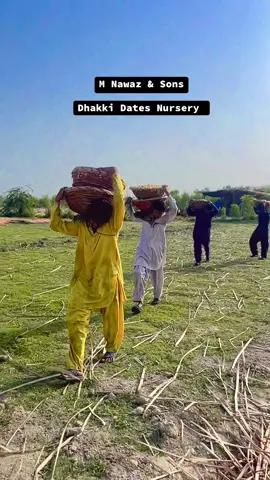 #foryou #foryoupage #capcut #Dhakki #Dates #farmhouse #palm #farmer #farmersmarket #sale #2025 #deraismailkhan #kpk #fruit #viral #viralvideo 
