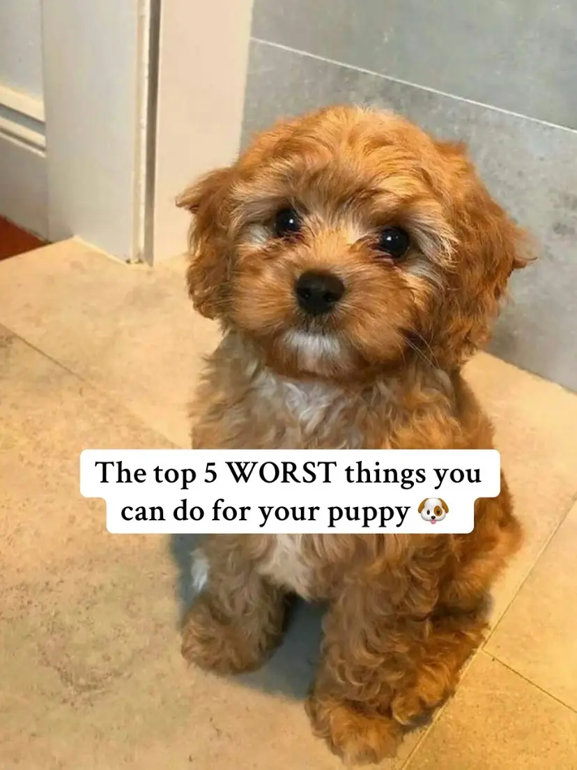 #puppytiktok #puppytips #puppycare #dogs #dogcare #dogskincare #collagen 