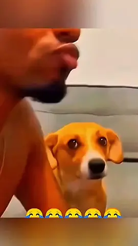 Funny animals #pet #dog #cat #animals #cute #foryoupage #fyp 