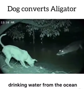 🐕🐊 #fyp #forfun #followme #ccto ig ownr:isthebrucetv 