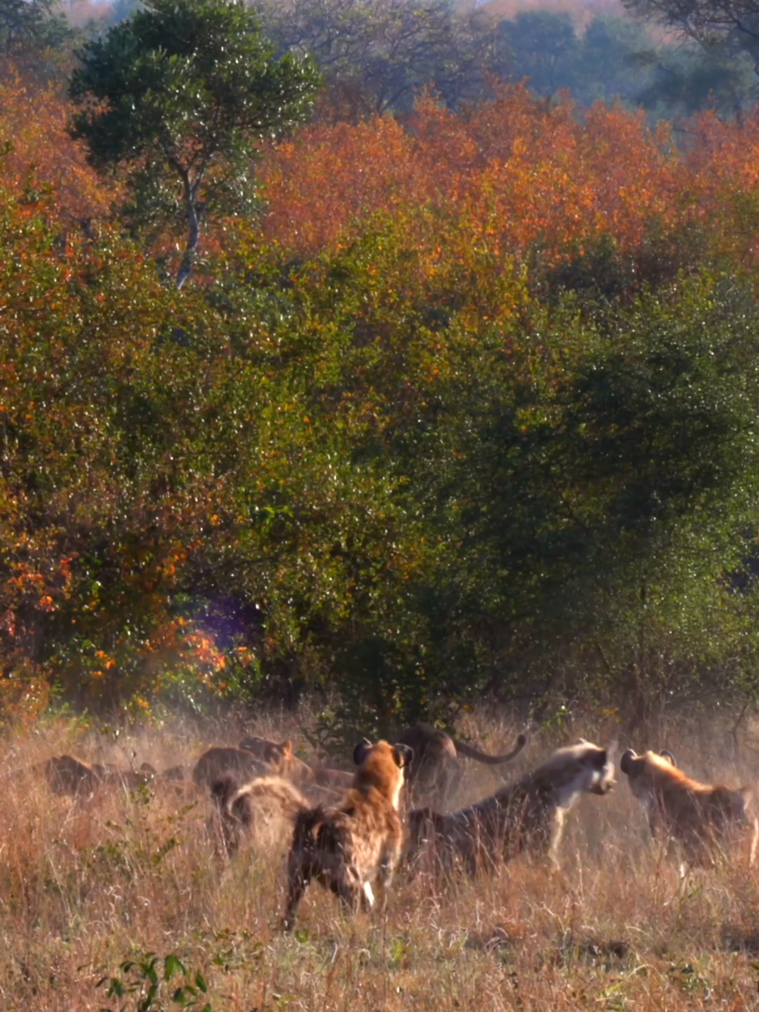 Lions hold their ground. But the hyenas? Not backing down easily 🐾🦁 #southafrica #wildanimals #animalsoftiktok #safari #natgeo #catsoftiktok #lion #nature #hyena #asmr