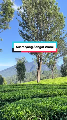 📍Kebun Teh Sukawana #kebuntehsukawana #kebunteh #kebuntehlembang #kebuntehparongpong #parongpong #trek11sukawana #bandungbarat #wisatabandung #wisatabandunghits #wisatabandungbarat #suaraalam #asmrsounds #asmrvideo #asmralam #kicauanburung 