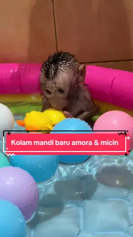 Micin dan mora punya kolam renang baru,mereka tampak happy kan?🐵 #monkey #monyetpintar #monyetlucu #monkeysoftiktok #animalsoftiktok 