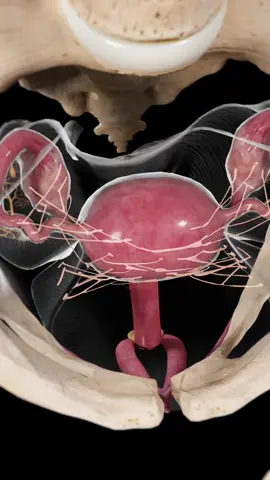 Scar tissue can sometimes form in or around the uterus after injury, infection, or surgery. These uterine adhesions can change its shape, function, or even cause symptoms like pelvic pain or fertility issues. This 3D animation shows them in detail. Based on SciePro’s 3D anatomy models. Available for B2B licensing — link in bio. #science #medical #meded #3d #3dmodel #zbrush #sciart #medart #medstudent #anatomy #animation #scicomm #med #uterus #adhesions #gynecology #womenshealth 