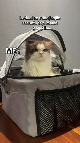 Prengat prengut.