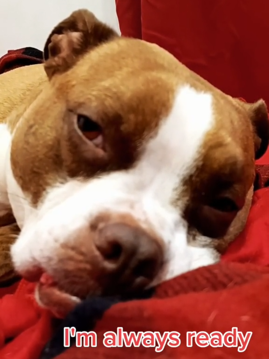 #onthisday #tinnertuesday #dogtok #pets #dogs #PetsOfTikTok #pettok #dogsoftiktok #dog #pet #cute #cutedog #adorable #cuteanimals #adorabledog #dogmom #dogparent #dogparents #dogmomlife #humor #funny #bed #readyforbed 