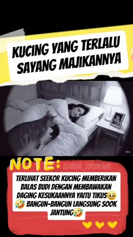kucing yang terlalu sayang sama majikan  #catlover 