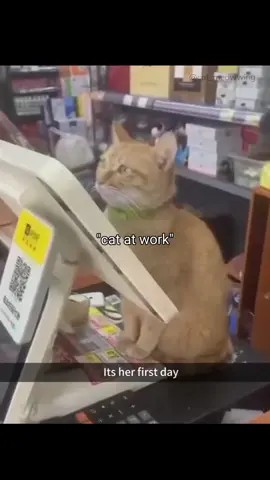 cat at work😸