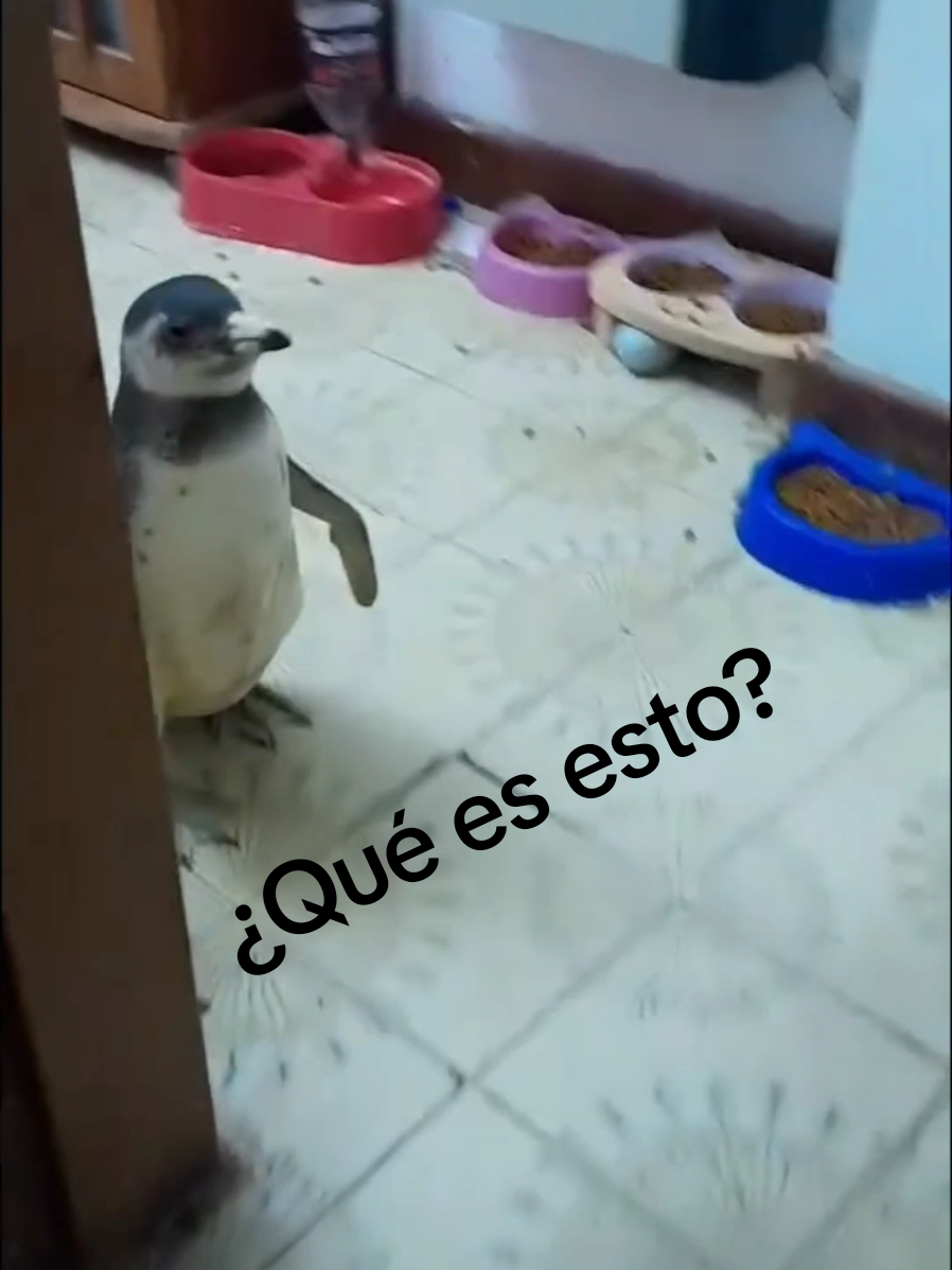 La realidad duele. Sino, también. pueden ver Dora la Exploradora. 