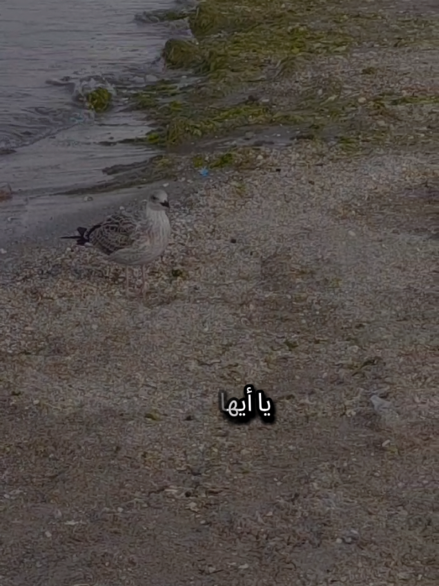 يا أيها العمر رميتني بأقدار ما كانت على بالي لست أعاتب قدراً عليه حملتني لكنك حملتني أثقالاً فوق أحمالي #تركيا #اسطنبول #الغربة #شعروقصايد 