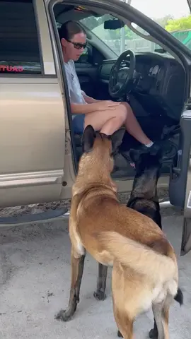 #dogfood #dogfunny #dog #belgianmalinois #doglife #smartdog #doglife 