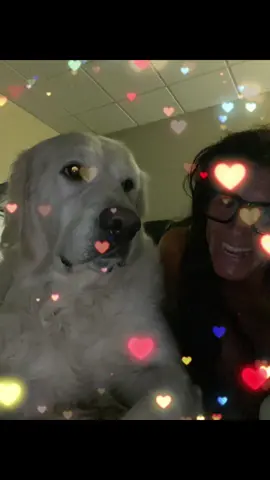 Sir Cooper White Quaye, what would we ever do without you?  Your brother got us through the hardest time of our lives but YOU got us through losing your brother🤎 I thank God for you every single day. #englishcreamgoldenretriever #covidpuppy #whitedog #heavensent #goldenretrieverlife 