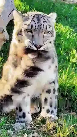 Harimau Salji (Snow Leopard), nama saintifiknya Panthera uncia. Habitat Hidup di kawasan pergunungan tinggi Asia Tengah dan Asia Selatan, termasuk Himalaya, Tibet, Mongolia, Nepal, Bhutan, dan kawasan pergunungan China. Biasanya tinggal pada ketinggian 3,000–4,500 meter di kawasan berbatu dan bersalji. Makanan Harimau Salji ialah haiwan karnivor. Antara diet utamanya: Mamalia besar seperti kambing gunung (ibex), kambing bharal (blue sheep), dan kambing liar (markhor). Mamalia kecil seperti marmot, arnab gunung, pika. Kadang-kadang makan burung atau bangkai. #kucingbesar  #harimau  #pencintahaiwan 