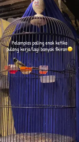 ☺️#sogonmaniaindonesia #sogongacor #kicauanburung #kicaumaniaindonesia #kicaumanianusantara #kicauburung #burung #burungmasteran #sogon #kicau #kicaumania_indonesia #sogonmateri #persatuansogokontongindonesia #kicau 