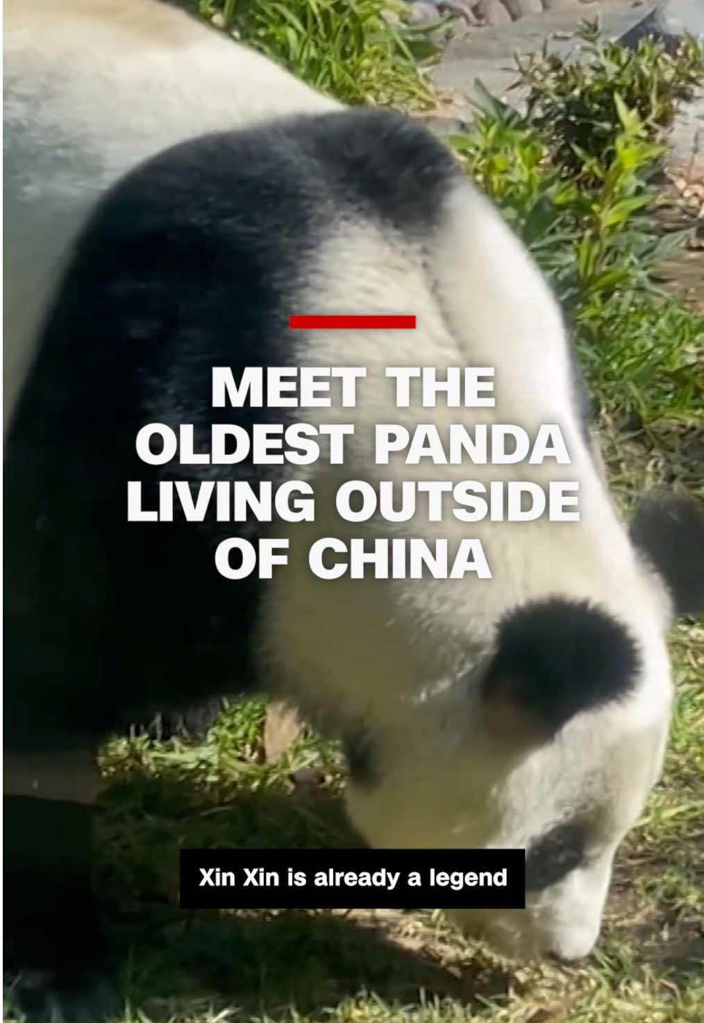 At 35 years old, Xin Xin is a legend as the oldest giant panda living outside of China. CNN's Valeria León visited Mexico City's Chapultepec Park Zoo – where Xin Xin lives – to see why thousands of people visit the panda each day. #cnn #news #panda #mexicocity #mexico #china #animals #zoo 