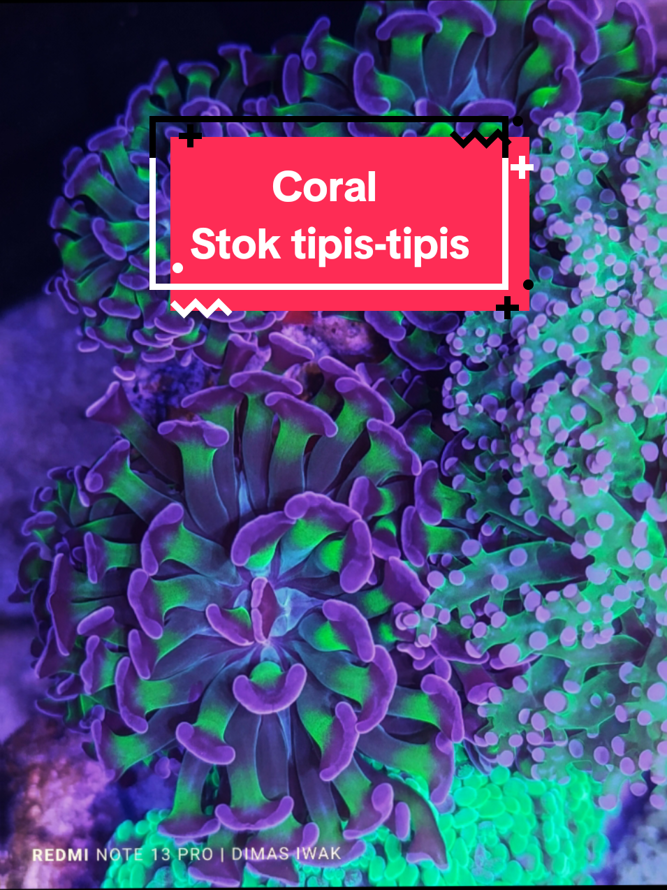 Stok tipis-tipis #coral#polipcengkeh#cendol#polipkulit#karangkuku 
