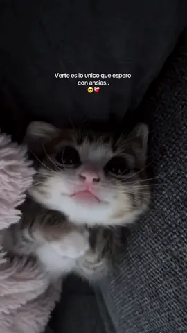 Es lo unico que espero con ansias 🥹❤️ #parati #paradedicar #relacionadistancia #teamo #etiquetala #amor #fyp #fypシ゚viral #gatitosbonitos 