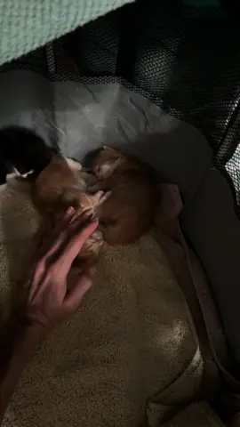 #kittens #babies #animallove 
