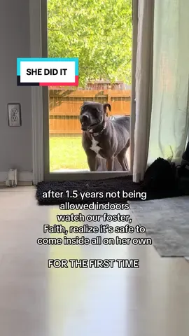 SHE DID IT #fyp #fosterdog #rescuedog #fosteringsaveslives #animalrescue #dog #dogs #dogsoftiktok #staffy #pittie #petadoption #adoptdontshop #foster 