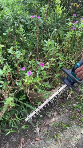 Máy tỉa tán lá, hàng rào kiểng Makita pin 17v#maybainhatthanhduy #xuhuong #makita 